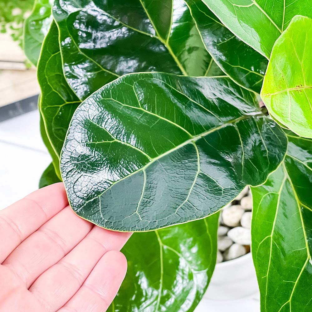 PLANCHU 観葉植物 フィカス リラータ バンビーノ 曲がり 6号鉢 受け皿付き 育て方説明書付き Ficus lyrata ‘Bambino’ ゴムノキ ゴムの木