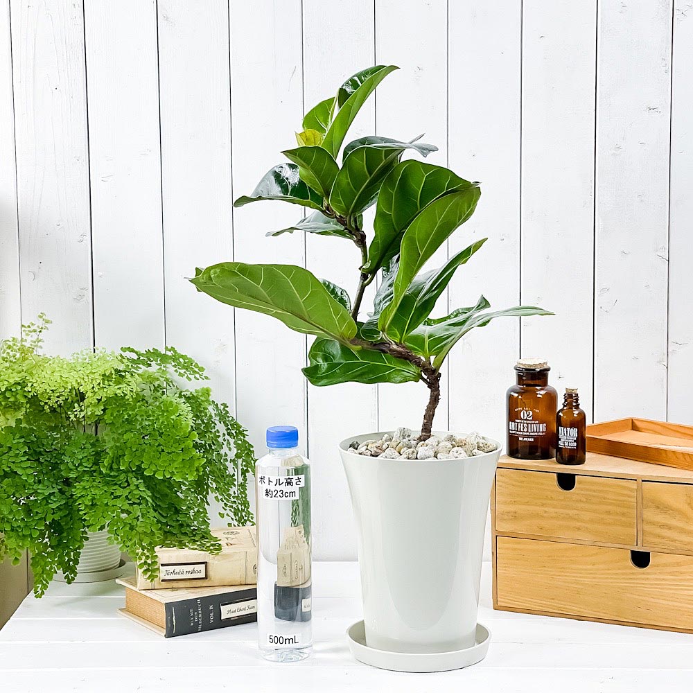 PLANCHU 観葉植物 フィカス リラータ バンビーノ 曲がり 6号鉢 受け皿付き 育て方説明書付き Ficus lyrata ‘Bambino’ ゴムノキ ゴムの木