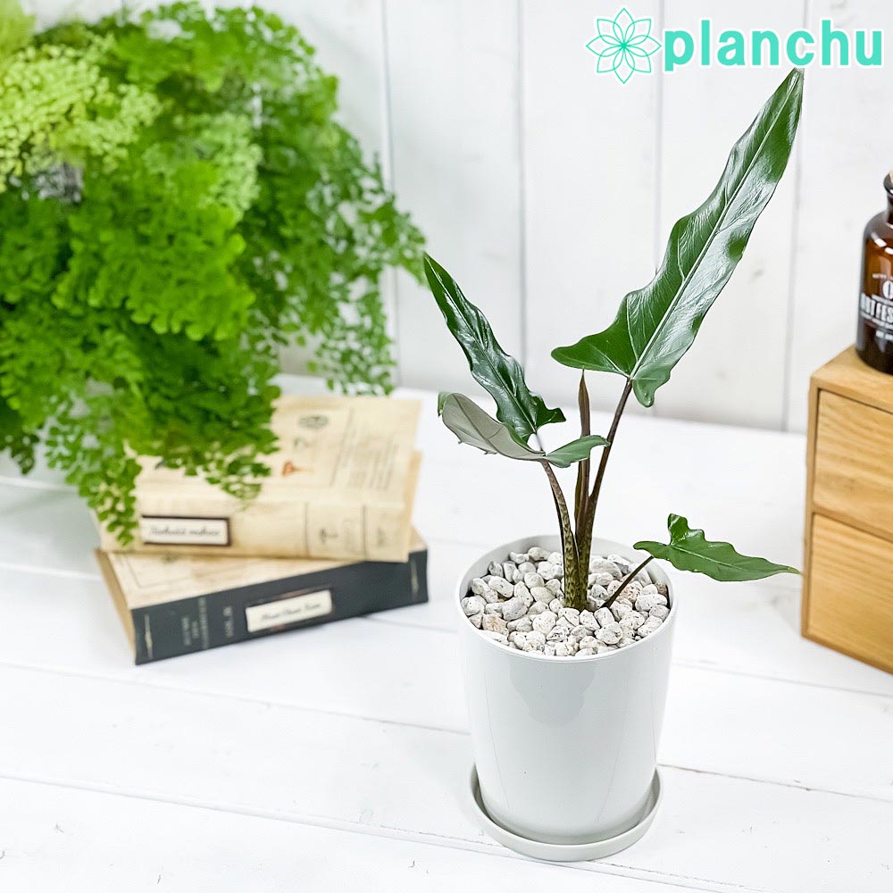 PLANCHU 観葉植物 アロカシア ラウテルバキアナ 4号鉢 受け皿付き 育て方説明書付き Alocasia lauterbachiana アロイド