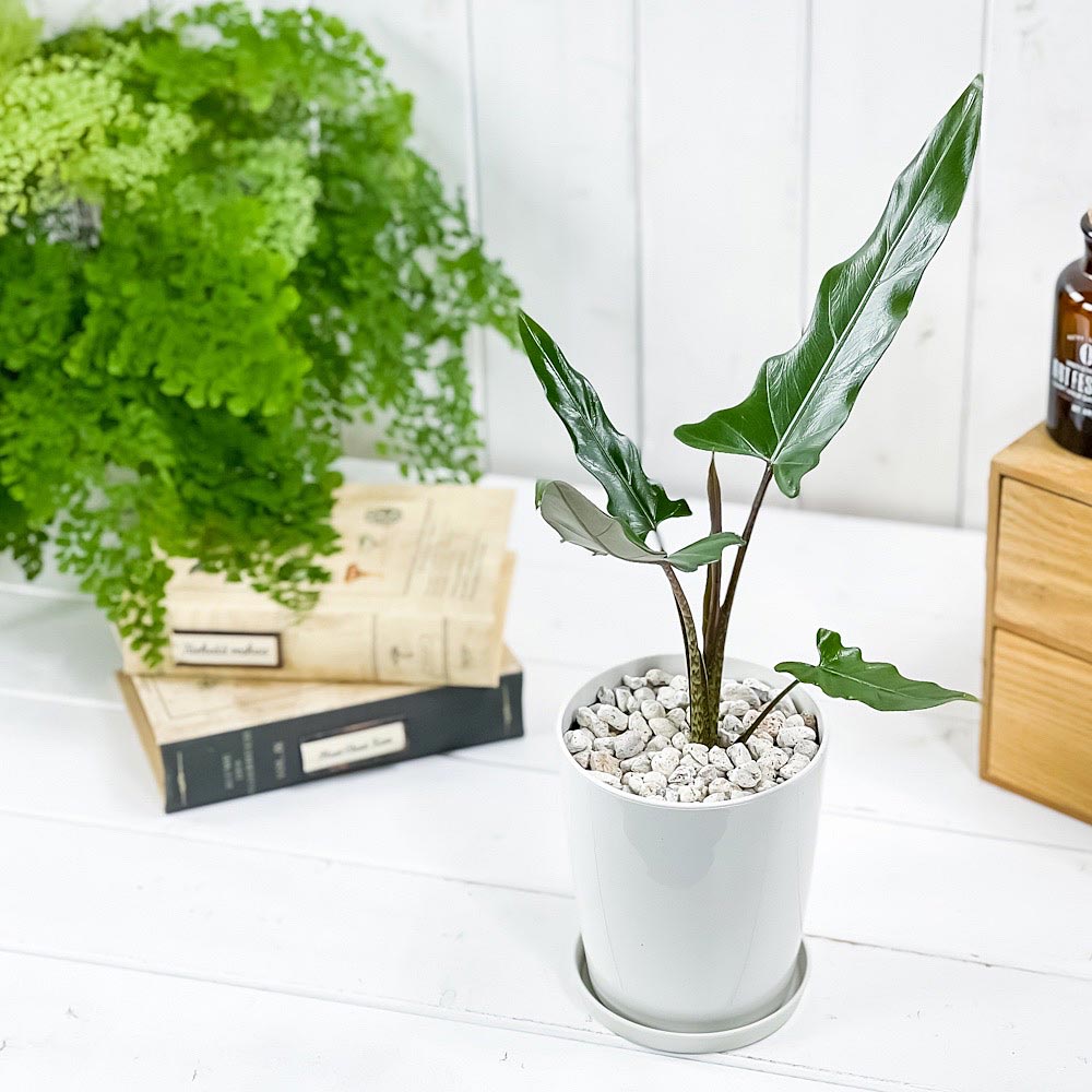 PLANCHU 観葉植物 アロカシア ラウテルバキアナ 4号鉢 受け皿付き 育て方説明書付き Alocasia lauterbachiana アロイド
