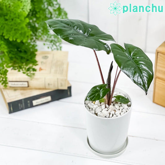 PLANCHU 観葉植物 アロカシア sp. 4号鉢 受け皿付き 育て方説明書付き Alocasia sp. アロイド