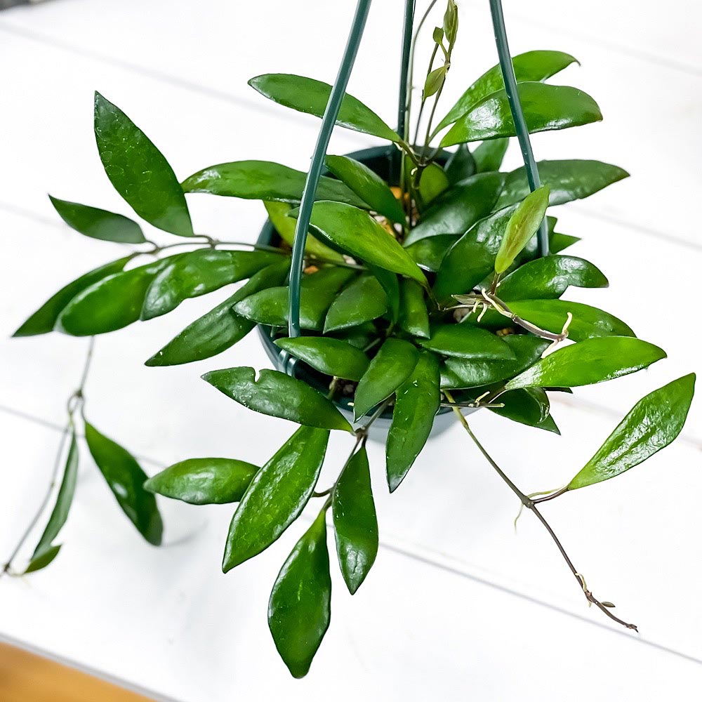 PLANCHU 観葉植物 ホヤ デビットクミンギー 4号吊り鉢 育て方説明書付き Hoya davidcummingii ガガイモ サクララン 桜蘭 レア品種