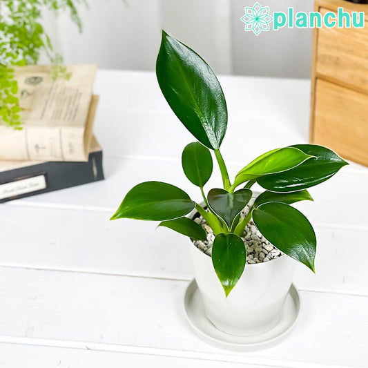 PLANCHU 観葉植物 フィロデンドロン グリーンプリンセス 3.5号鉢 受け皿付き 育て方説明書付き Philodendron ‘Green Princess’ アロイド