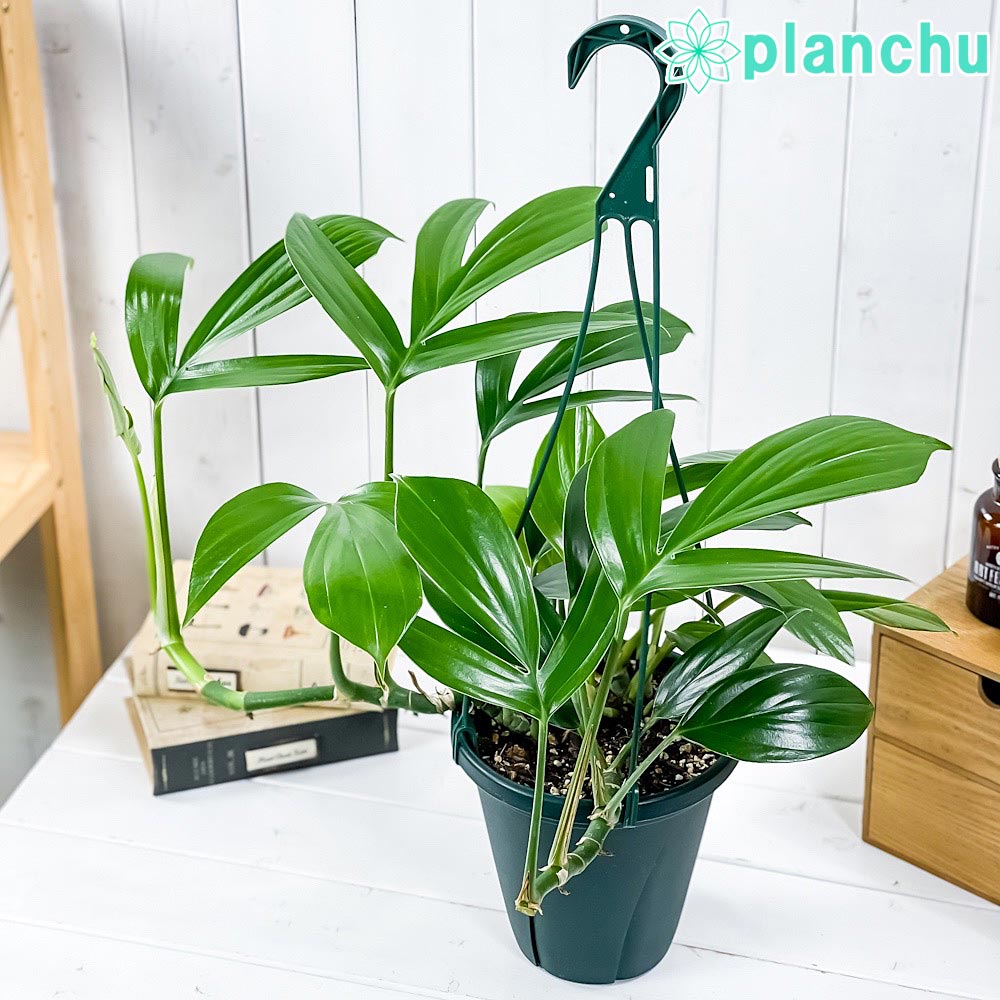 PLANCHU 観葉植物 エピプレムナム ピンナツム 6号吊り鉢 育て方説明書付き Epipremnum pinnatum ハブカズラ アロイド