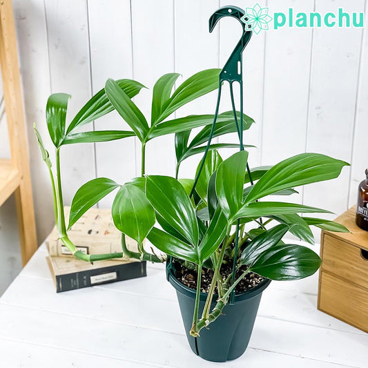 PLANCHU 観葉植物 エピプレムナム ピンナツム 6号吊り鉢 育て方説明書付き Epipremnum pinnatum ハブカズラ アロイド