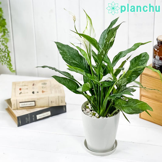 PLANCHU 観葉植物 スパティフィラム ドミノ 4号鉢 受け皿付き 育て方説明書付き Spathiphyllum ‘Domino’ 斑入り アロイド