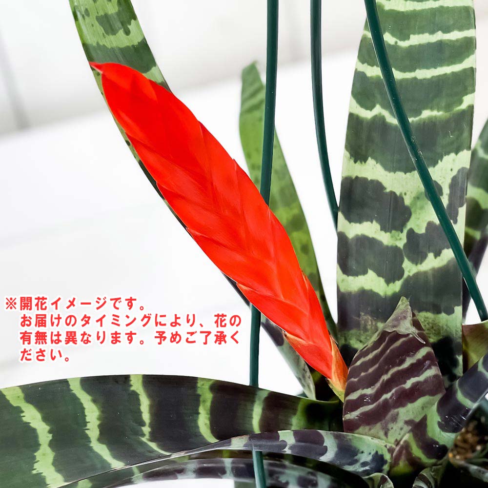 PLANCHU 観葉植物 フリーセア スプレンデンス 4号吊り鉢 育て方説明書付き Vriesea splendens トラフアナナス ブロメリア タンクブロメリア