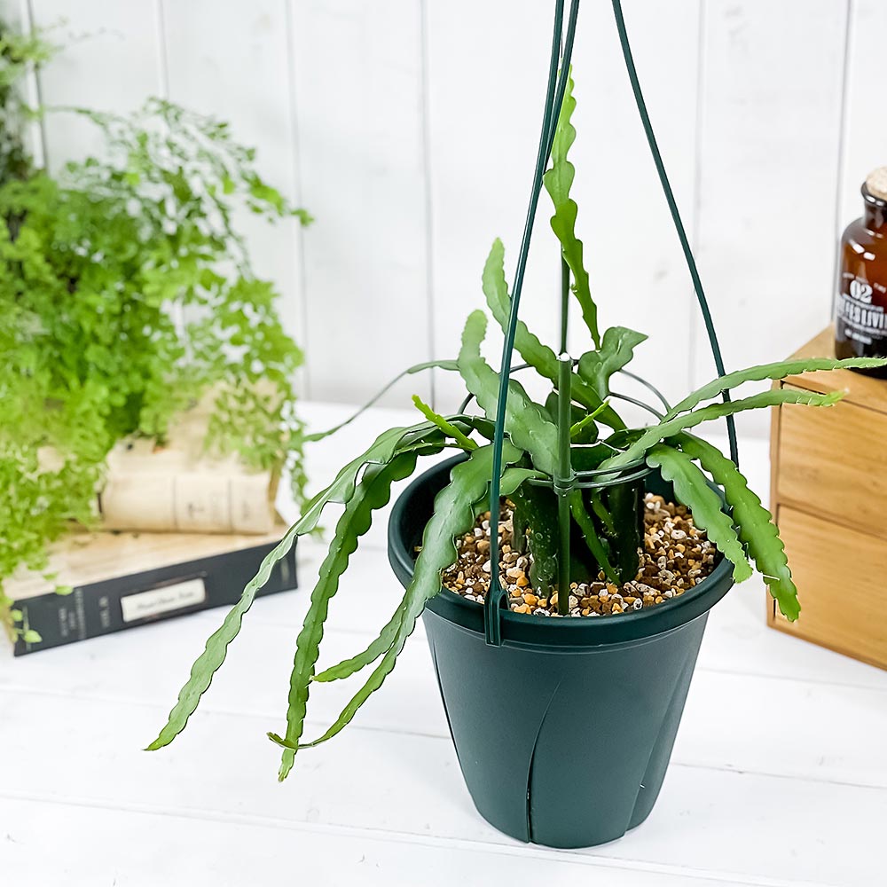 特大　エピフィラム　アングリガー　7号　吊り鉢 PLANCHU 観葉植物 エピフィルム アングリガー 6号吊り鉢 育て方説明書