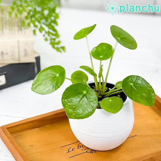 PLANCHU 観葉植物 ピレア ペペロミオイデス 3号丸鉢 受け皿付き 育て方説明書付き Pilea peperomioides パンケーキプランツ