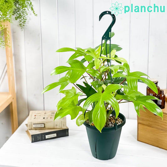 PLANCHU 観葉植物 フィロデンドロン フロリダゴースト 6号吊り鉢 育て方説明書付き Philodendron ‘Florida ghost’ アロイド