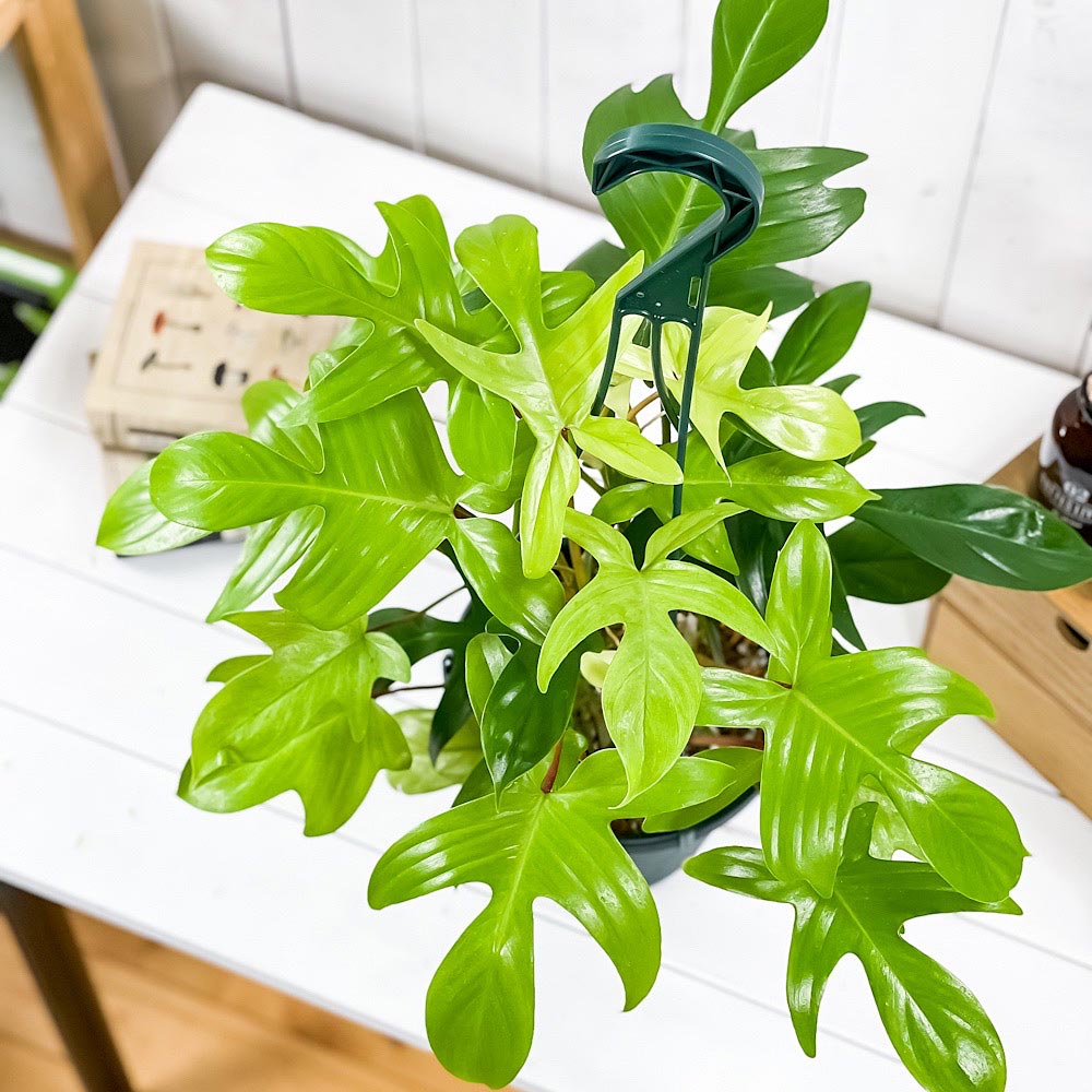 PLANCHU 観葉植物 フィロデンドロン フロリダゴースト 6号吊り鉢 育て方説明書付き Philodendron ‘Florida ghost’ アロイド