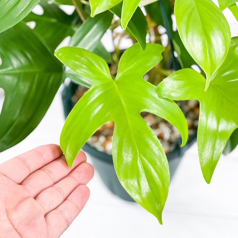 PLANCHU 観葉植物 フィロデンドロン フロリダゴースト 6号吊り鉢 育て方説明書付き Philodendron ‘Florida ghost’ アロイド