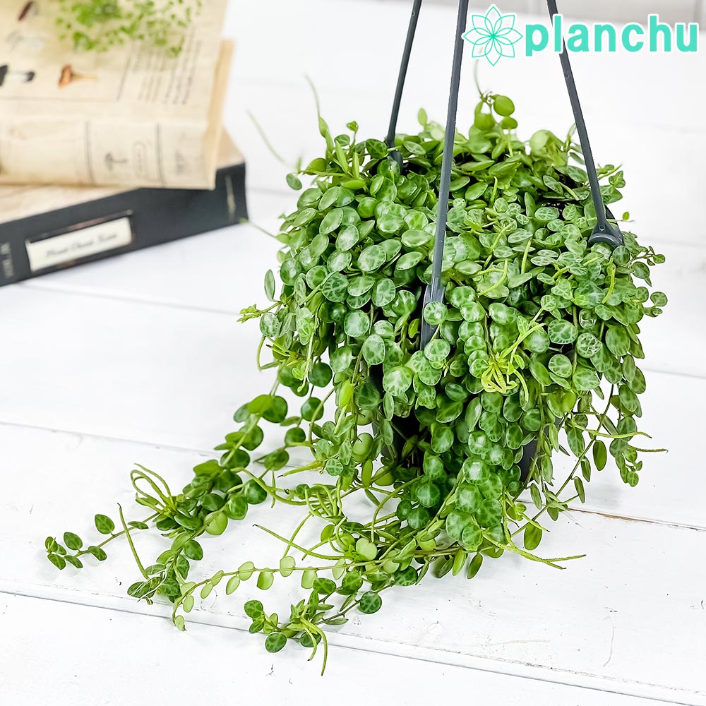 PLANCHU 観葉植物 ペペロミア タートル 4号吊り鉢 育て方説明書付き Peperomia prostrata プロストラータ