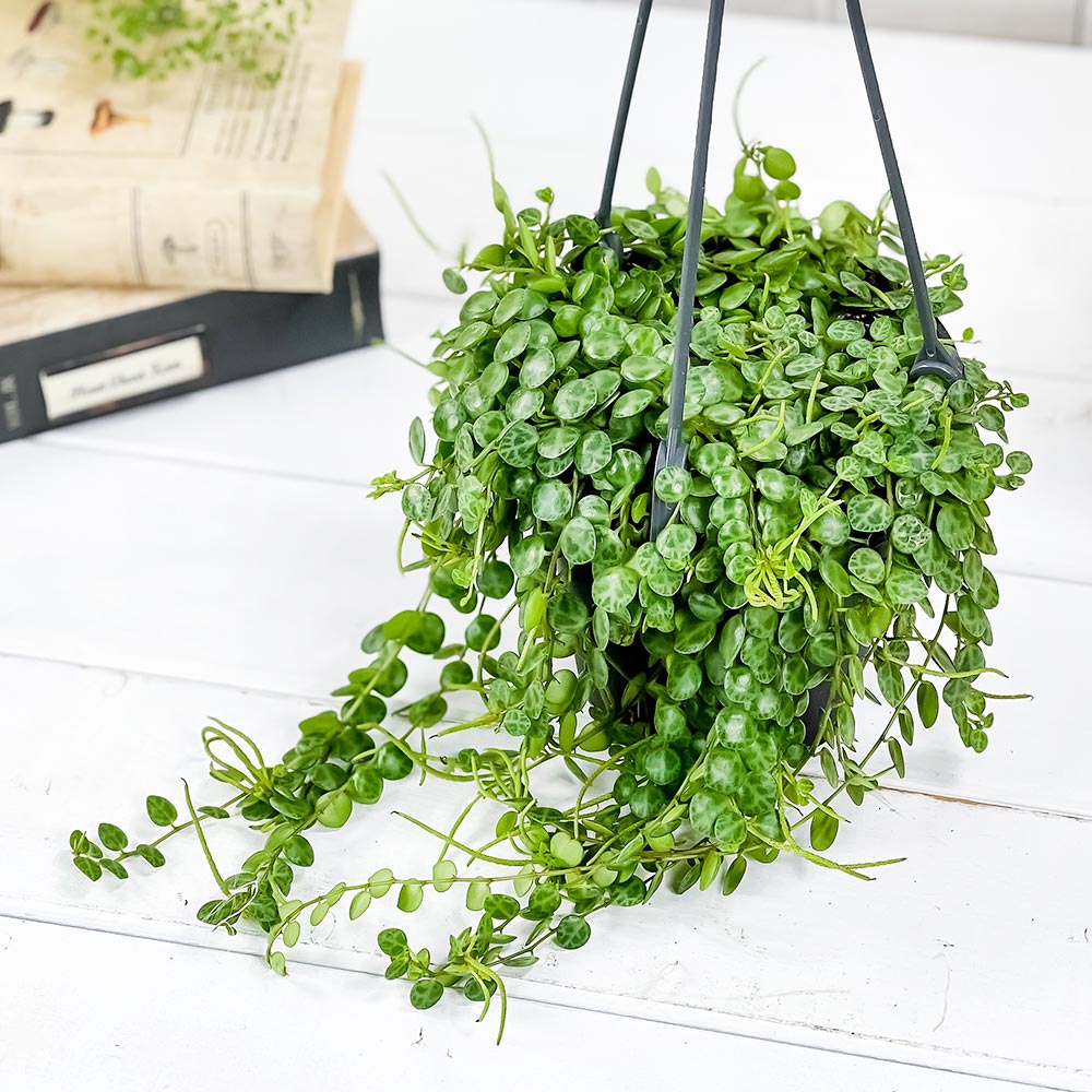 PLANCHU 観葉植物 ペペロミア タートル 4号吊り鉢 育て方説明書付き Peperomia prostrata プロストラータ