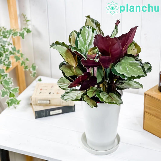 PLANCHU 観葉植物 カラテア ノーザンライト 6号鉢 受け皿付き 育て方説明書付き Calathea cv.