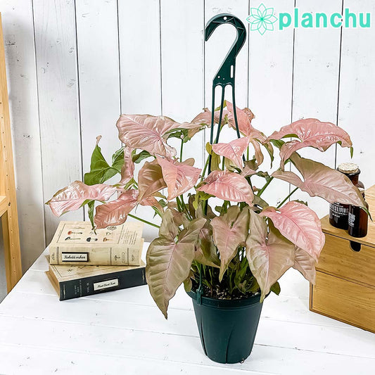 PLANCHU 観葉植物 シンゴニウム ネオン 5号吊り鉢 育て方説明書付き Syngonium podophyllum ‘Neon’ アロイド