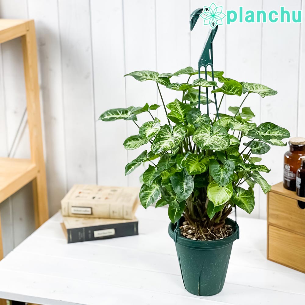 PLANCHU 観葉植物 シンゴニウム ピクシー 5号吊り鉢 育て方説明書付き Syngonium podophyllum ‘Pixie’ アロイド