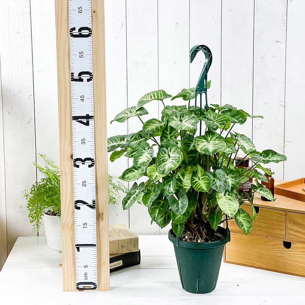 PLANCHU 観葉植物 シンゴニウム ピクシー 5号吊り鉢 育て方説明書付き Syngonium podophyllum ‘Pixie’ アロイド