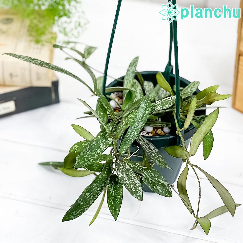 その他観葉植物 HOYA griffitchii Hoya Griffithii var Silver Splash | eBay