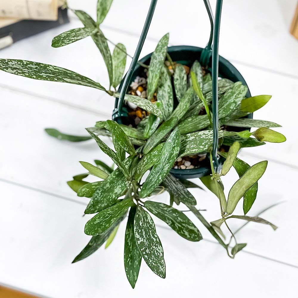 PLANCHU 観葉植物 ホヤ シギラティス 4号吊り鉢 育て方説明書付き Hoya