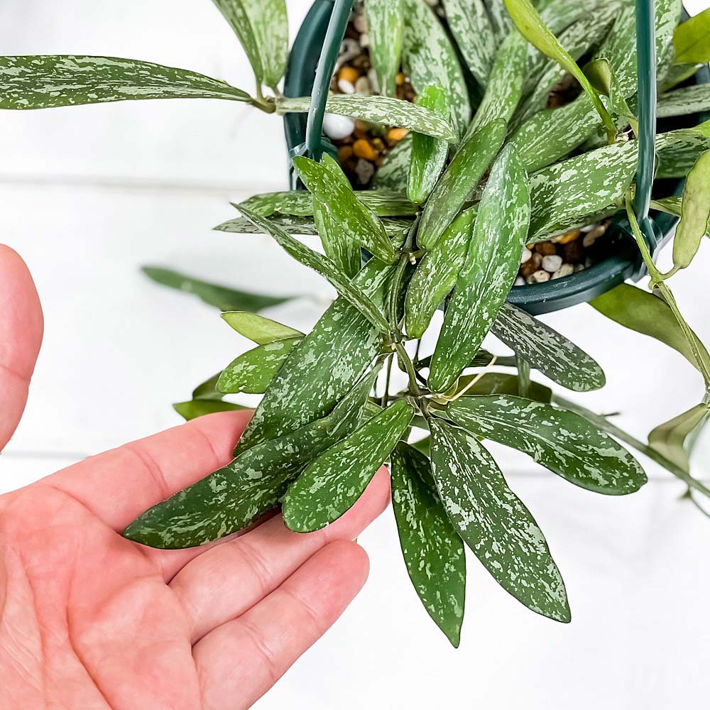 PLANCHU 観葉植物 ホヤ シギラティス 4号吊り鉢 育て方説明書付き Hoya