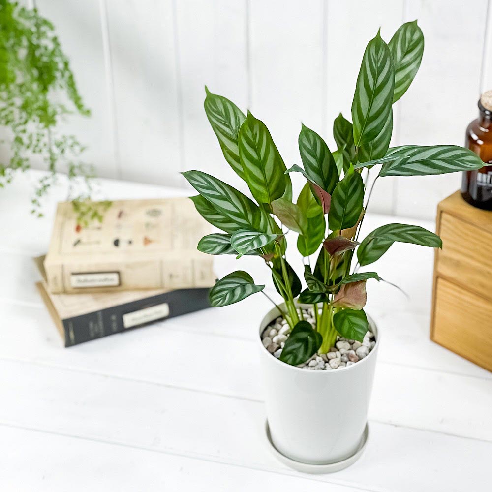 クテナンテ　セトサ 観葉植物 鉢植え PLANCHU 観葉植物 クテナンテ セトサ 4号鉢 受け皿付き 育て方説明書