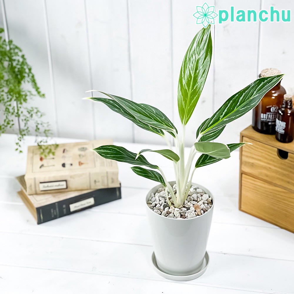 PLANCHU 観葉植物 アグラオネマ スノーホワイト 4号鉢 受け皿付き 育て方説明書付き Aglaonema commutatum ‘Snow White’ 幸せを招くタイの宝石 アロイド