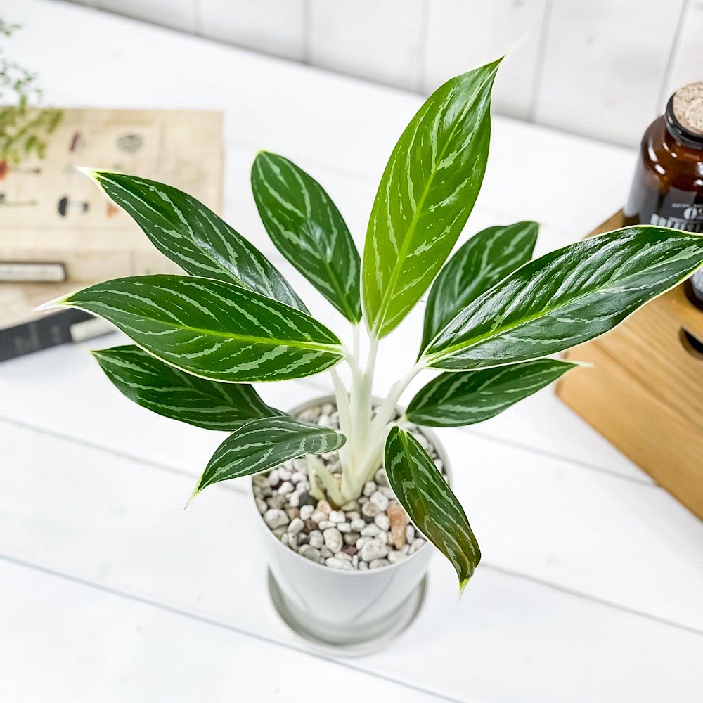 PLANCHU 観葉植物 アグラオネマ スノーホワイト 4号鉢 受け皿付き 育て方説明書付き Aglaonema commutatum ‘Snow White’ 幸せを招くタイの宝石 アロイド