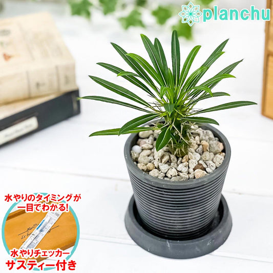 PLANCHU 観葉植物 パキポディウム ラメリー 3号樹脂鉢 ダークグレー サスティー付き 受け皿付き 育て方説明書付き Pachypodium lamerei コーデックス 塊根植物 多肉植物