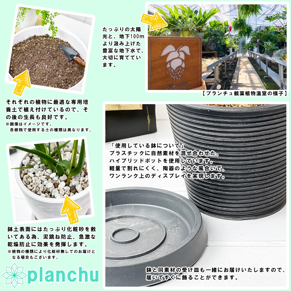 PLANCHU 観葉植物 パキポディウム ラメリー 3号樹脂鉢 ダークグレー サスティー付き 受け皿付き 育て方説明書付き Pachypodium lamerei コーデックス 塊根植物 多肉植物