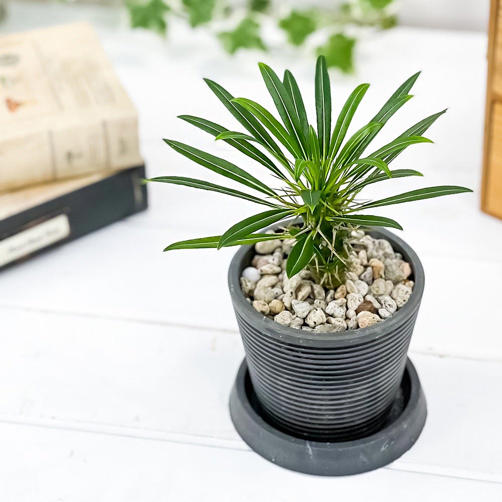 PLANCHU 観葉植物 パキポディウム ラメリー 3号樹脂鉢 ダークグレー