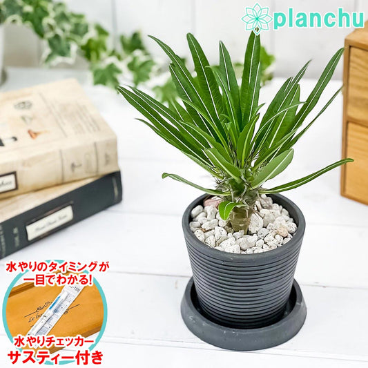 PLANCHU 観葉植物 パキポディウム ミケア 3号樹脂鉢 ダークグレー サスティー付き 受け皿付き 育て方説明書付き Pachypodium mikea コーデックス 塊根植物 多肉植物