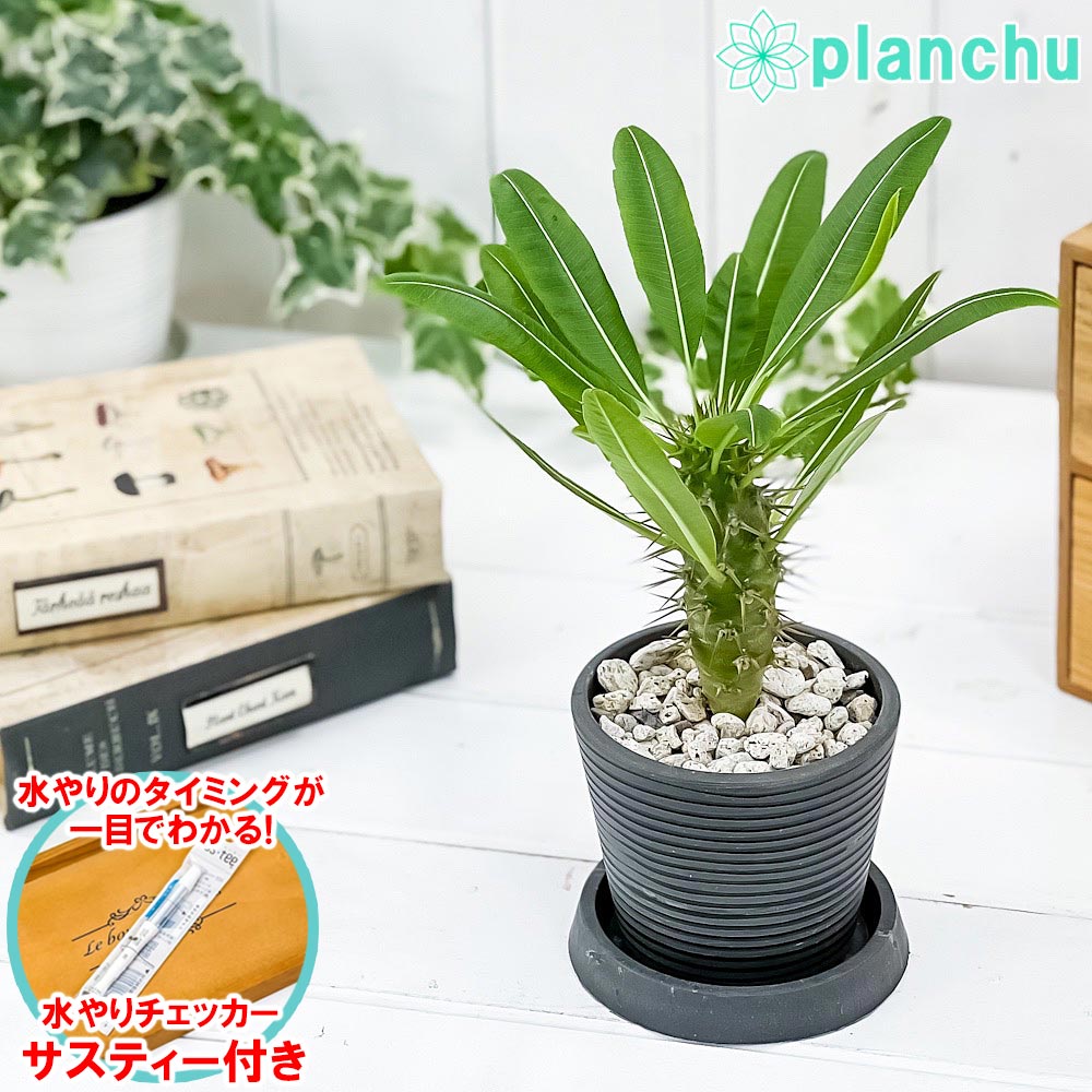 PLANCHU 観葉植物 パキポディウム ラモスム 3号樹脂鉢 ダークグレー サスティー付き 受け皿付き 育て方説明書付き Pachypodium lamerei var. ramosum コーデックス