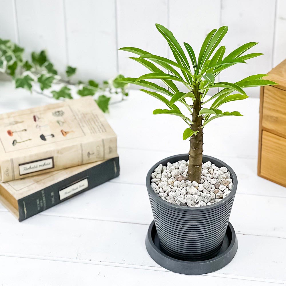 PLANCHU 観葉植物 パキポディウム ルテンベルギアナム 4号樹脂鉢 ダークグレー サスティー付き 受け皿付き 育て方説明書付き Pachypodium rutenbergianum コーデックス 塊根植物 多肉植物