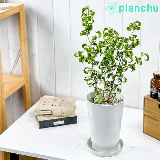 PLANCHU 観葉植物 フィカス ベンジャミン シタシオン 6号鉢 受け皿付き 育て方説明書付き Ficus benjamina ‘Sitasion’ 幸運を呼ぶ木 ゴムノキ バロック 斑入り