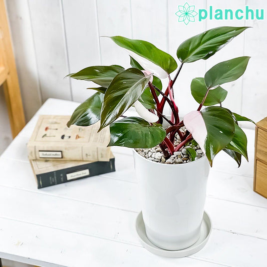 PLANCHU 観葉植物 フィロデンドロン ピンクプリンセス 6号鉢 受け皿付き 育て方説明書付き Philodendron ‘Pink Princess’ アロイド