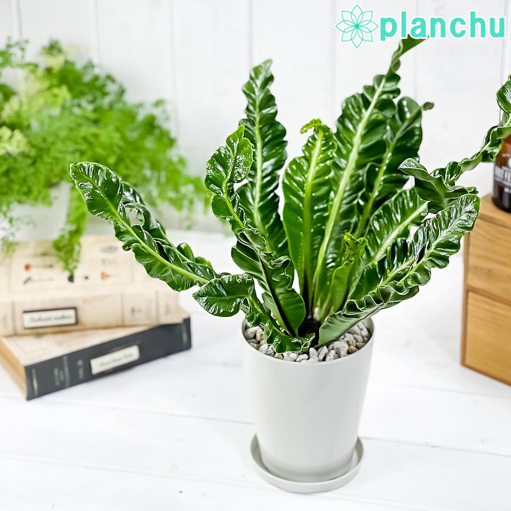 PLANCHU 観葉植物 アスプレニウム コブラ 4号鉢 受け皿付き 育て方説明書付き Asplenium ‘Cobra’ シダ植物