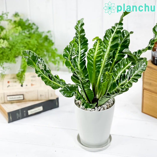 PLANCHU 観葉植物 アスプレニウム コブラ 4号鉢 受け皿付き 育て方説明書付き Asplenium ‘Cobra’ シダ植物