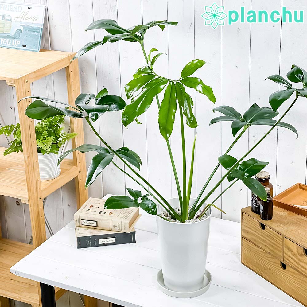 PLANCHU 観葉植物 フィロデンドロン ファンバン 6号鉢 受け皿付き 育て方説明書付き Philodendron goeldii ‘Fun Bun’ アロイド
