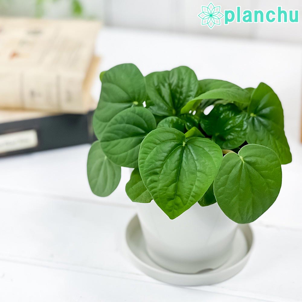 PLANCHU 観葉植物 ペペロミア ラナ 3.5号鉢 受け皿付き 育て方説明書付き Peperomia ‘Rana’