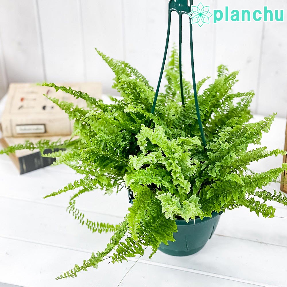 PLANCHU 観葉植物 ネフロレピス フラッフィーラッフルズ 5号吊り鉢 育て方説明書付き Nephrolepis ‘Fluffy Ruffles’ ボストンファーン ボストンファン シダ植物