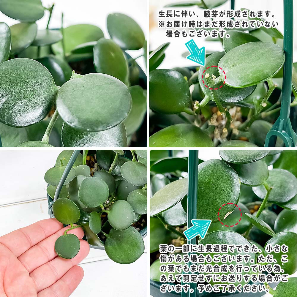 PLANCHU 観葉植物 グリーンドラム 4号吊り鉢 育て方説明書付き Xerosicyos danguyi クセロシキオス 緑の太鼓 多肉植物