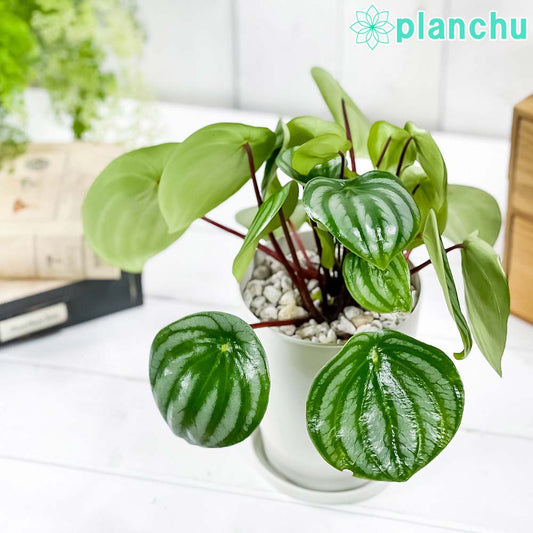 PLANCHU 観葉植物 ペペロミア アルギレイア 4号鉢 受け皿付き 育て方説明書付き Peperomia argyreia スイカペペ