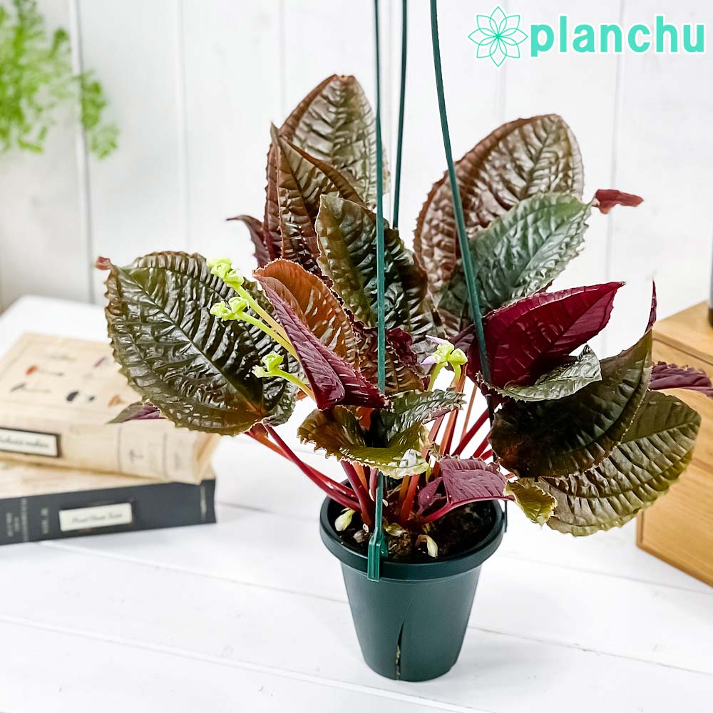 PLANCHU 観葉植物 モノレナ プリムリフロラ 4号吊り鉢 育て方説明書付き Monolena primuliflora アリ植物