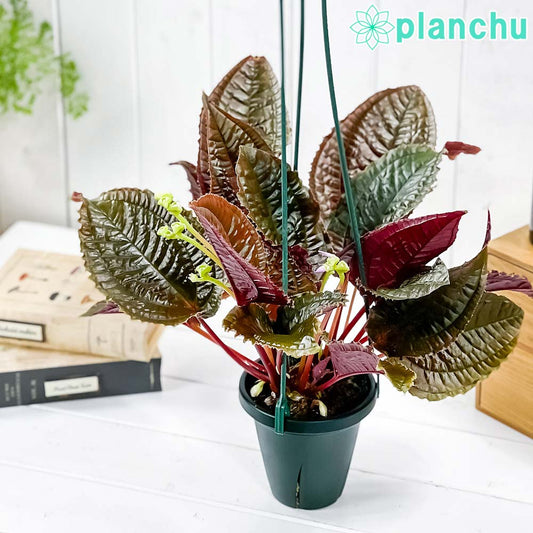 PLANCHU 観葉植物 モノレナ プリムリフロラ 4号吊り鉢 育て方説明書付き Monolena primuliflora アリ植物