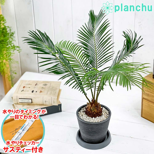 PLANCHU 観葉植物 ソテツ 4号樹脂鉢 ミディダークグレー サスティー付き 受け皿付き 育て方説明書付き Cycas revoluta 蘇鉄 生きた化石