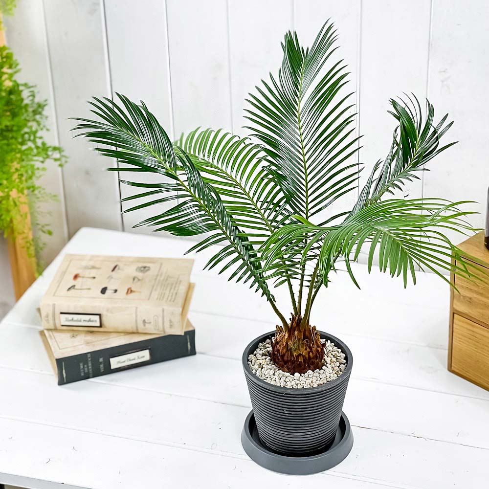 PLANCHU 観葉植物 ソテツ 4号樹脂鉢 ミディダークグレー サスティー付き 受け皿付き 育て方説明書付き Cycas revoluta 蘇鉄 生きた化石