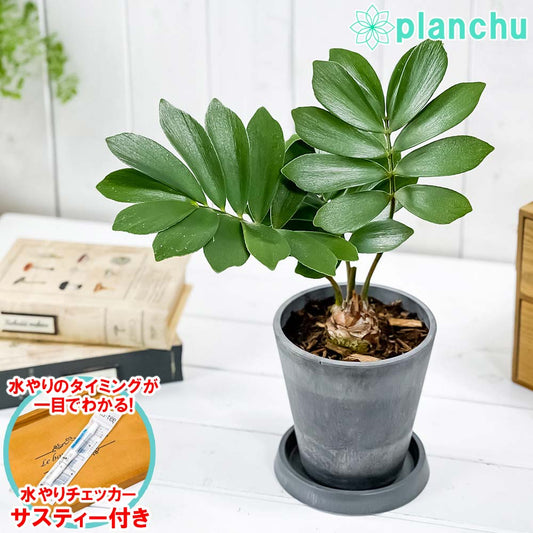 PLANCHU 観葉植物 ザミア フルフラケア 4号樹脂鉢 ダークグレー サスティー付き 受け皿付き 育て方説明書付き Zamia furfuracea メキシコソテツ 蘇鉄 生きた化石