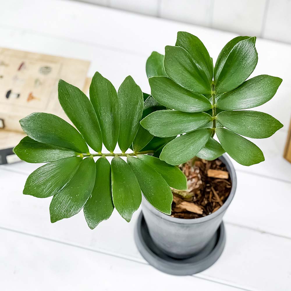 PLANCHU 観葉植物 ザミア フルフラケア 4号樹脂鉢 ダークグレー サスティー付き 受け皿付き 育て方説明書付き Zamia furfuracea メキシコソテツ 蘇鉄 生きた化石