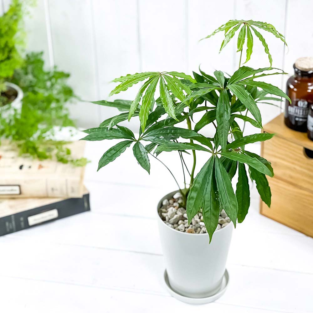 PLANCHU 観葉植物 アンスリウム ポリスキスツム 4号鉢 受け皿付き 育て